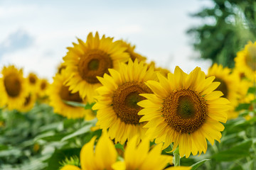 Obraz premium field of blooming sunflowers on a background sunset