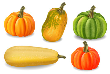 Autumn colorful pumpkins isolated Vector. Fall season harvest detailed illustrations