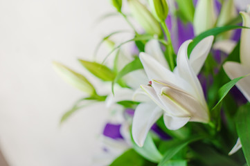 White lily flowers and buds close up