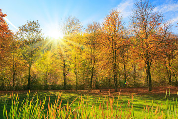 Obraz premium Colorful autumn Park with trees and sunshine in Germany.