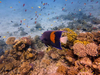 tropical fish