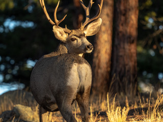 Bull elk in profile in the morning light, Estes Park, Colorado, during the rutting season