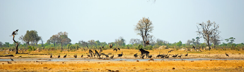 Action packed waterhole with sable antelope chasing vultures - motion blur