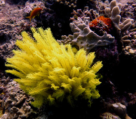 coral and fish