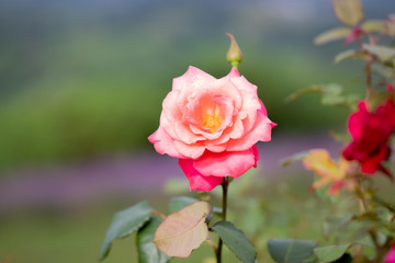 Pink rose is guaranteed to always express the right emotion. It is a flower that communicates love. Soft focus and blur.