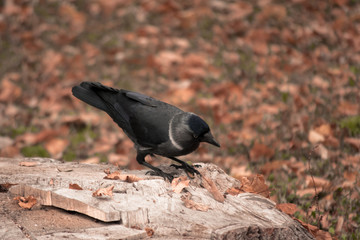 Jackdaw sitting on a stump