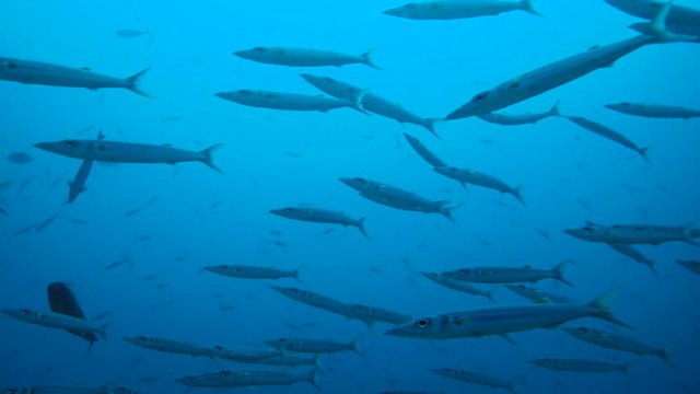 Large school of Barracudas swim in the blue water. Bigeye Barracuda - Sphyraena forsteri, Indian Ocean, Maldives,