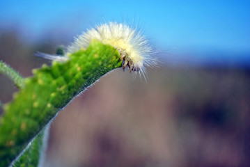 Calliteara pudibunda (pale tussock or meriansborstel) yellow fluffy caterpillar crawling on green leaf, landscape background, close up macro detail