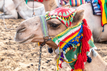 Close-up of Camel in Egypt