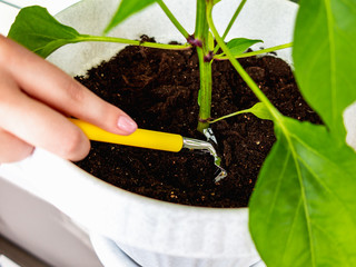 female hand loosens the ground in a flowerpot with seedlings of small rakes