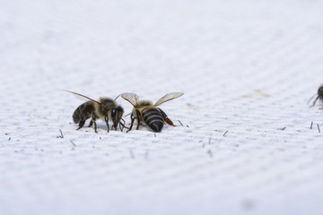 Bee cluster making a temporary home under an old iron chair. Protecting the Queen while scout bees search for a new home. Worker bees feed the bees holding up the main cluster from the top.