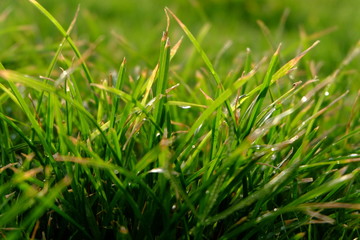 dew on green grass