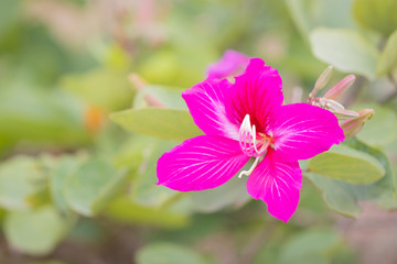 Fototapeta premium Bauhinia purpurea, Flowers are native to southern China, including Hong Kong and Southeast Asia. Beautiful and soft focus.