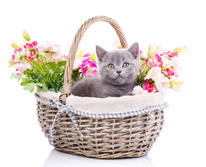 Scottish straight kitten. Fluffy kitten in a basket with bright 