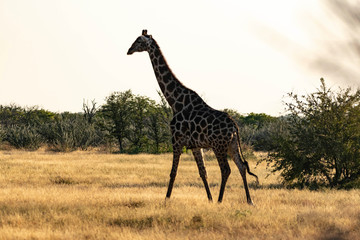 Giraffe Etoscha Nationalpark