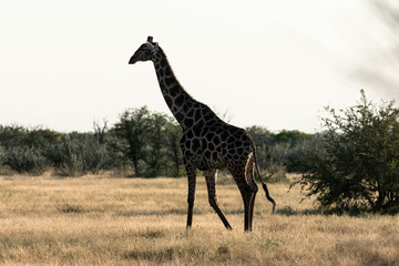 Giraffe Etoscha Nationalpark