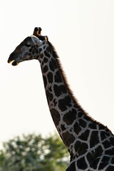Giraffe Etoscha Nationalpark