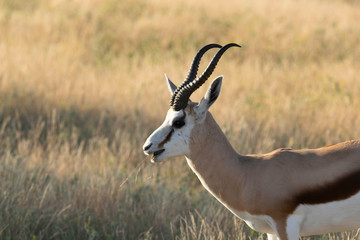 Springbock Etoscha Nationalpark