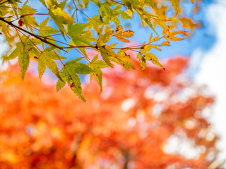 Naklejka na ściany i meble Colorful leaves in forest in Japan autumn
