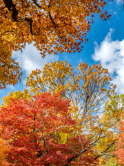 Colorful leaves in forest in Japan autumn