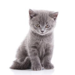 Purebred cat who pose for the camera