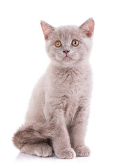 Obraz premium Scottish straight kitten. Purebred cat who pose for the camera