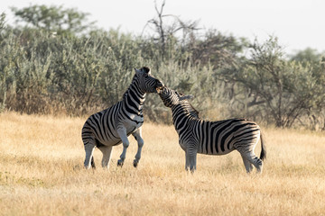 Zebras Etoscha Nationalpark