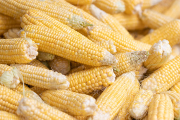 Fresh corn stacks are combined in a basket at the market. Used as a food ingredient. Drinks and sweets. Soft focus and blur.