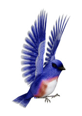 3D Rendering Eastern Bluebird on White