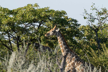 Giraffe Etoscha Nationalpark