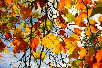 A close-up image of colourful Autumn leaves.