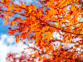 Colorful leaves in forest in Japan autumn