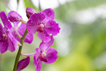 Purple Vanda Orchid bloom in a colorful garden with bokeh background. Use as wallpaper Or poster design. Close up and blur.