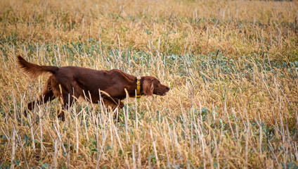 Red irish setter dog in field. Point a bird.