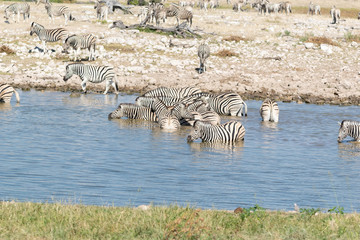 Fototapeta na wymiar Zebras Etoscha Nationalpark