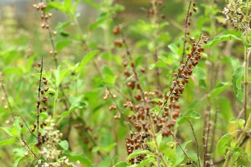 basil plant in garden