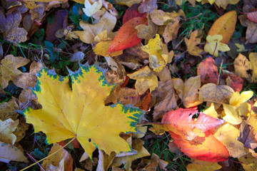 Yellow autumn maple leaf isolated on a color background.