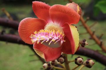 Guadeloupe, Couroupita "boulet de canon