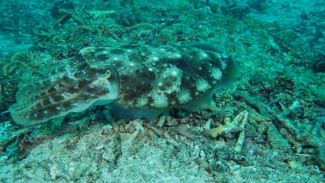 cuttlefish changing color slowly swims over a coral reef. Broadclub Cuttlefish - Sepia latimanus, Bali, Indonesia