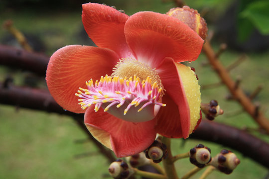 Guadeloupe, Couroupita "boulet de canon