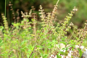 basil plant in garden