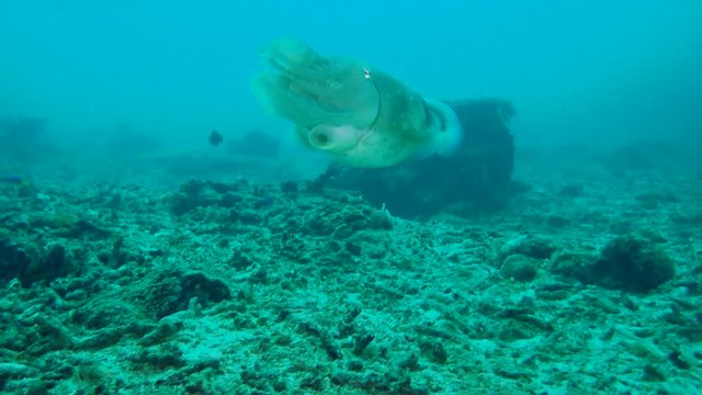 cuttlefish changing color slowly swims over a coral reef in the blue water. Broadclub Cuttlefish - Sepia latimanus, Bali, Indonesia