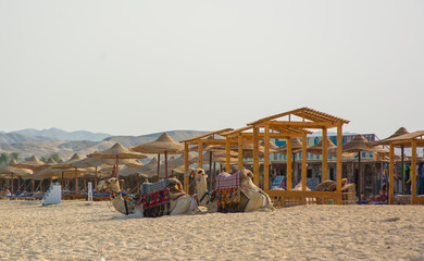 Two camels sitting on the beach resort, Egypt