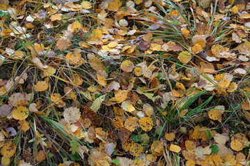 Picturesque fallen leaves lie on autumn ground
