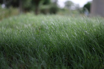The wind moves the grass
