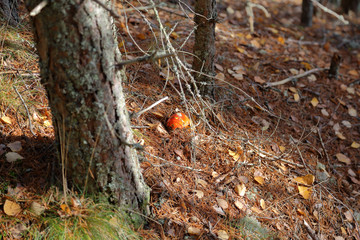 Picturesque fallen leaves lie on autumn ground
