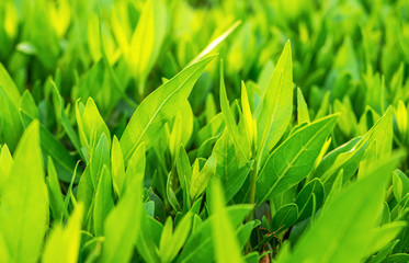 Green leaf texture. Leaf texture background, extreme close up