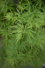 Acer palmatum