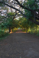 Obraz premium evening village road