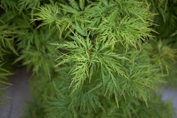 Fototapeta na wymiar Acer palmatum 